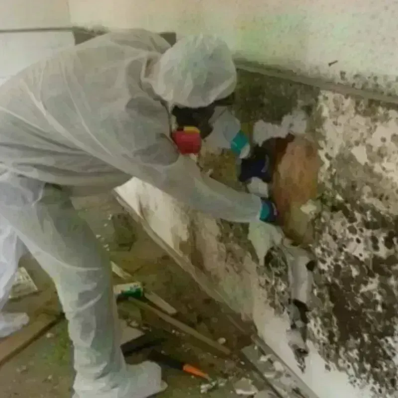 Mold Remediation and Removal in Terry, MS